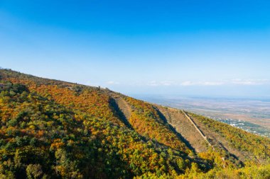 Gürcistan 'da popüler bir turizm merkezi olan Sighnaghi, Kakheti, Gürcistan çevresindeki renkli yapraklar, ağaçlar ve eski şehir duvarlarıyla Sonbaharda Alazani Vadisi' nde manzara.
