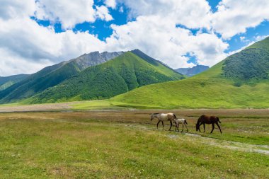 Gürcistan 'ın Kazbegi kentindeki Atlar ve Truso Vadisi ve Gorge manzara yürüyüşü / yürüyüş rotası. Truso Vadisi, Kuzey Osetya sınırına yakın manzaralı bir yürüyüş rotasıdır..