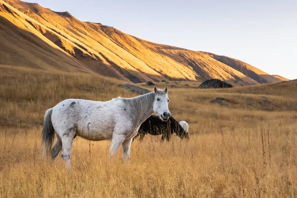 Pâturage Semi Sauvage Gris Blanc Dans Champ Lever Soleil Dans — Photo