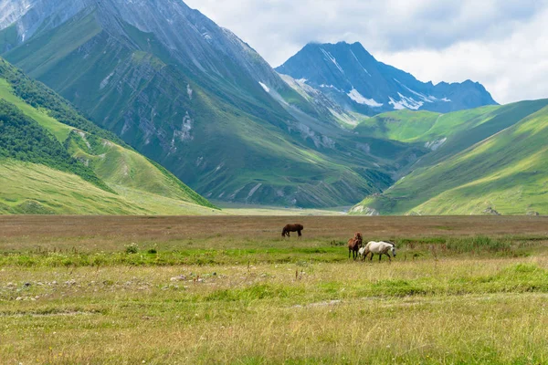 Horses Truso Valley Gorge Landscape Trekking Hiking Route Kazbegi Geórgia — Fotografia de Stock