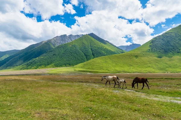 Randonnée Pédestre Dans Vallée Les Gorges Truso Kazbegi Géorgie Vallée — Photo