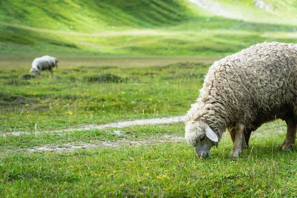 Kazbegi Georgia Daki Truso Vadisi Gorge Koyun Otlatıyorlar — Stok fotoğraf