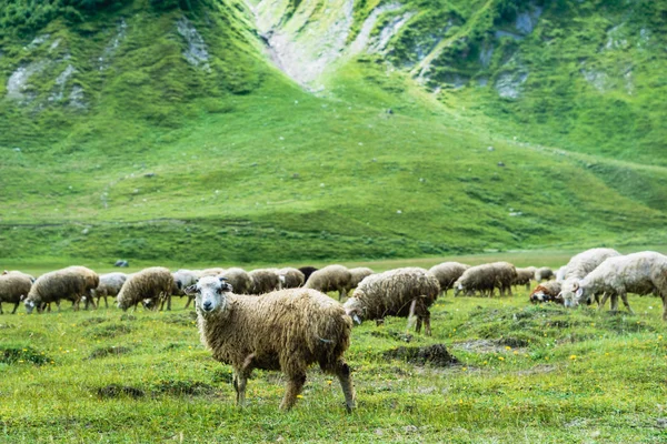 Pâturage Moutons Dans Vallée Truso Paysage Des Gorges Sur Trekking — Photo