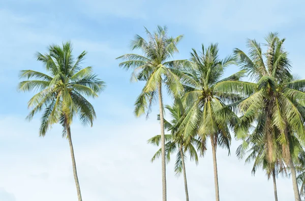 Natuur boom landschap groene coconuttree — Stockfoto