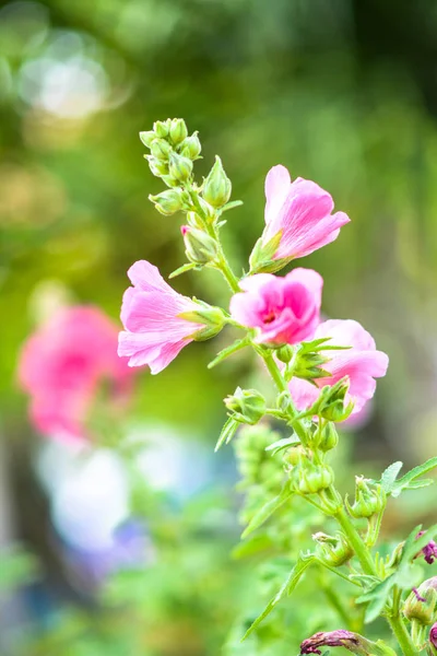 Blumengarten schöne Natur — Stockfoto