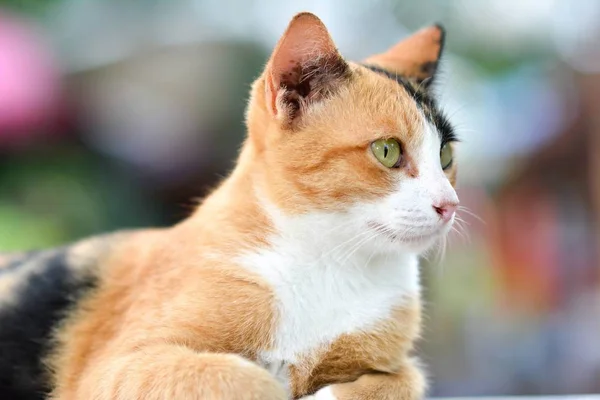 Djur husdjur katt kitty kattunge — Stockfoto