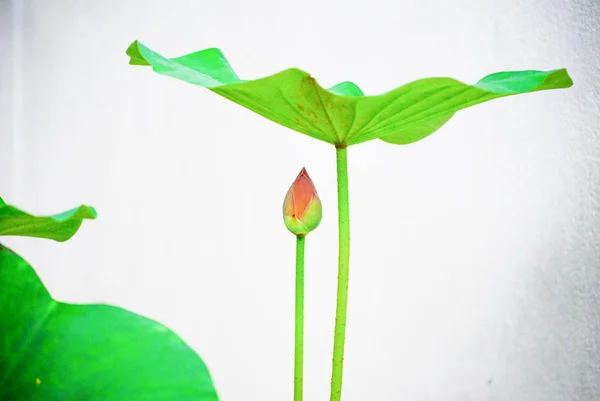 Lotus çiçek doğa bahçesi