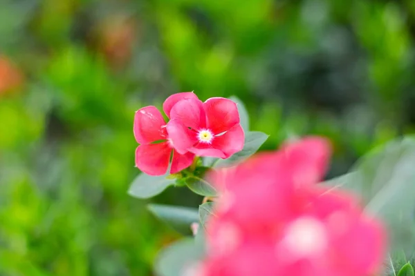 美しい花自然赤色 — ストック写真