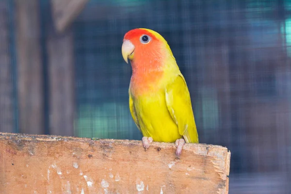 kuş hummindbird evde beslenen hayvan hayvan