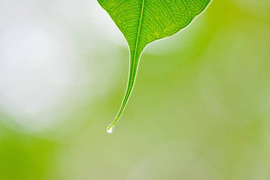 yaprak doğa güzel yeşil portre