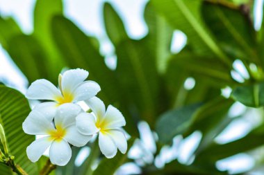güzel whiteflower closeup bahçe doğa çiçek çiçekler 