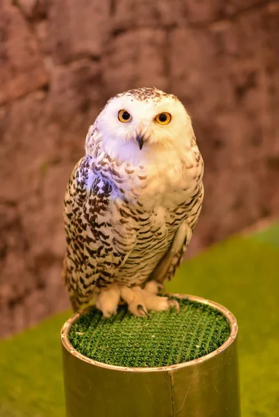 owl animal bird big eye stand pet