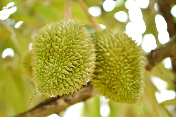 Durian meyve thaiftuit yeşil closeup Bahçe doğa