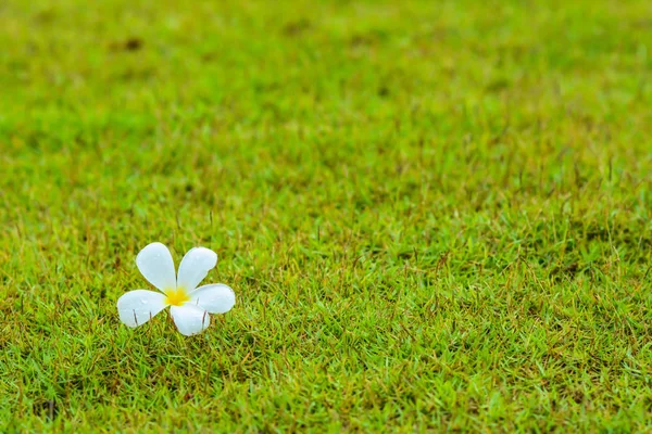 床草土地景観壁ペーパーの花 natuer — ストック写真
