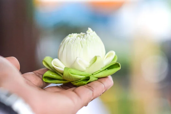 lotusfolwer el eldeki güzel doğa holding