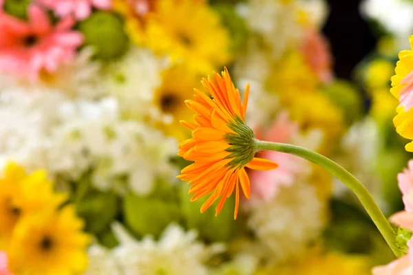Kwiat kwiaty natura piękny deseń tapeta — Zdjęcie stockowe