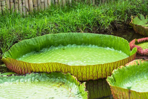 Lotus yaprak doğa'nın gardaen güzel