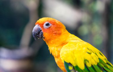 renkli turuncu mini papağan yüz atış kapalı