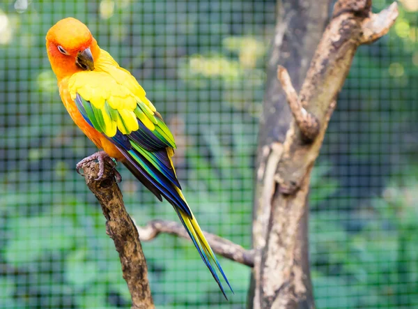 Красочный оранжевый мини попугай лицо закрыто выстрел — стоковое фото