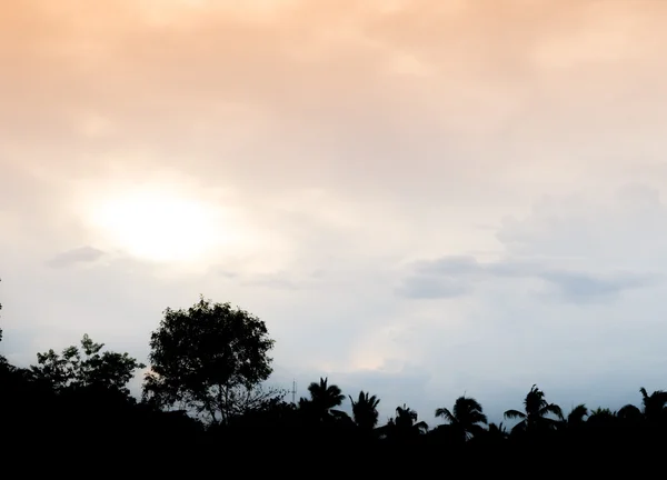 Silhouette campo di alberi tropicali con cielo nuvoloso colorato — Foto Stock