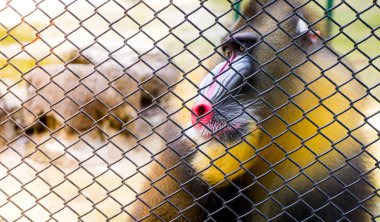 Mandrill'di Maymun maymun renkli surat bir kafes arkasında