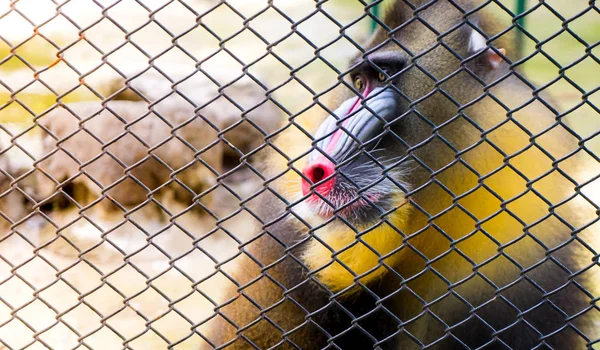 Mandrill Baboon monkey colorful face behind a cage — Stock Photo, Image