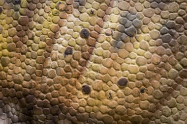 Turuncu sürüngenler dinozor cilt doku arka plan
