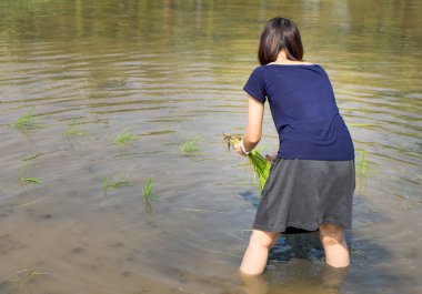 Anne oğluna pirinç çeltik sahada bitki öğretiyor.