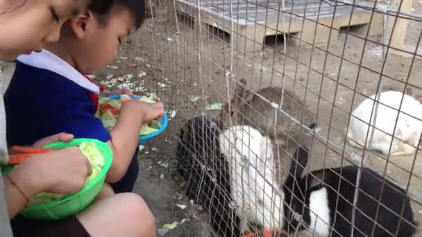 亚洲孩子喂养兔关在笼子里. — 图库视频影像