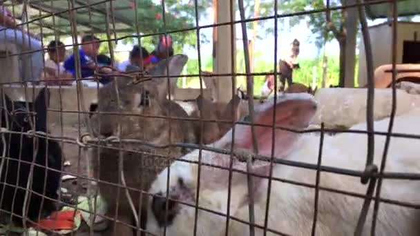 Rodziny z małymi dziećmi są karmienia królików. — Wideo stockowe