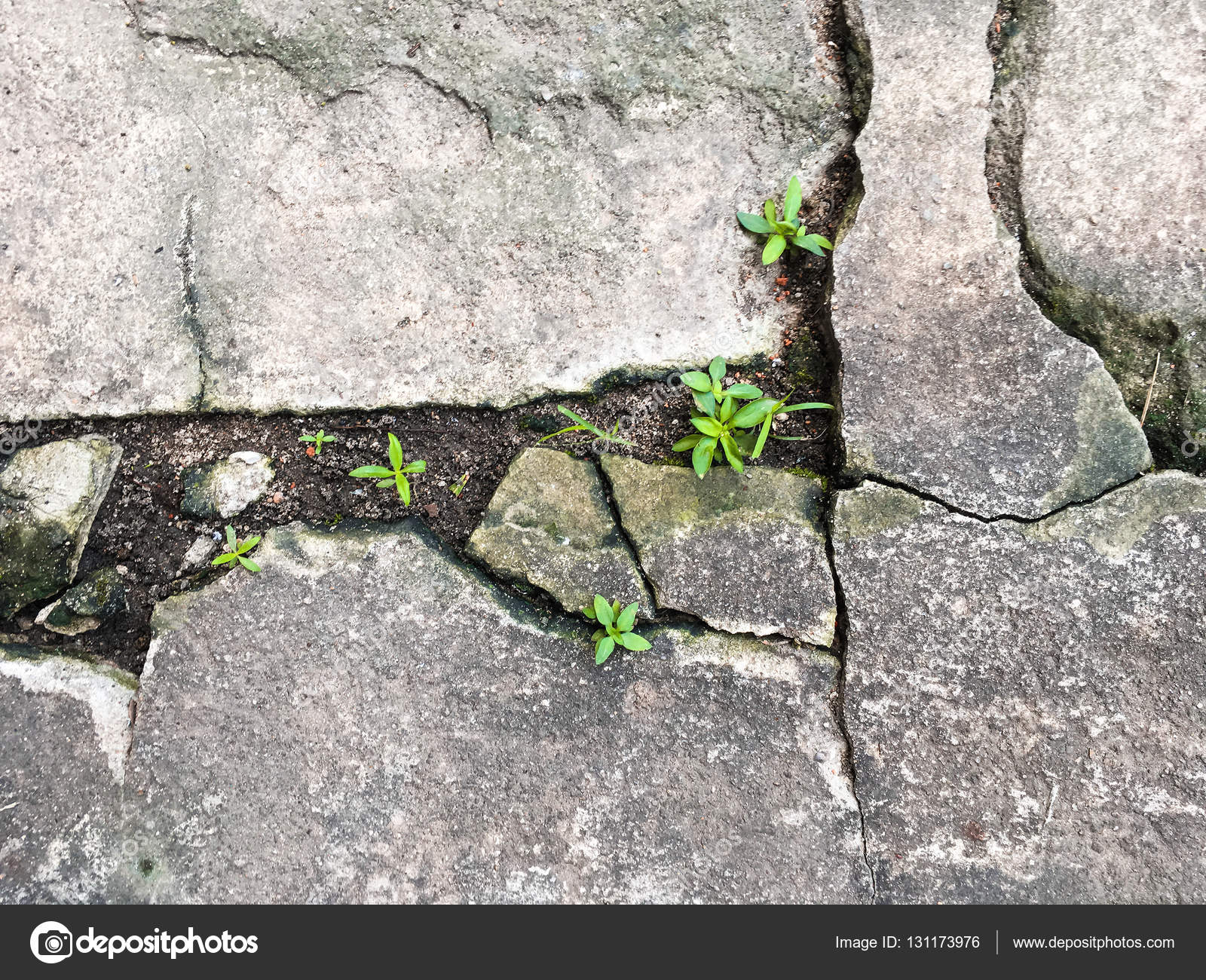 Small Tree Growing Up From A Breaking Concrete Floor Stock Photo