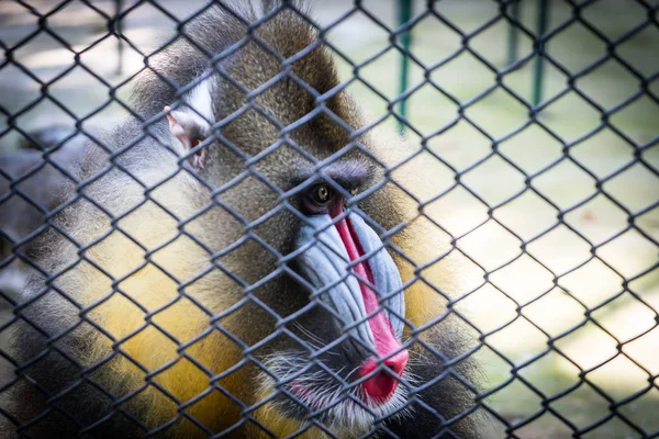 Mandrill Baboon monkey sad face behind a cage
