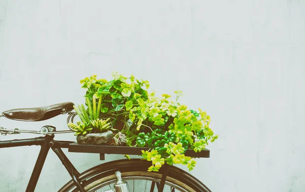 Plant on the back of the bicycle with copy space. — Stock Photo, Image