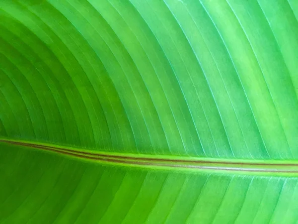 Поверхня листя банана для текстури фону . — стокове фото
