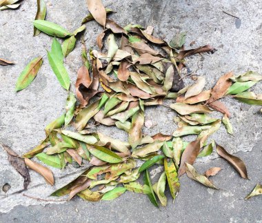 Yere düşmüş kurutulmuş ölü yaprak yaprak.