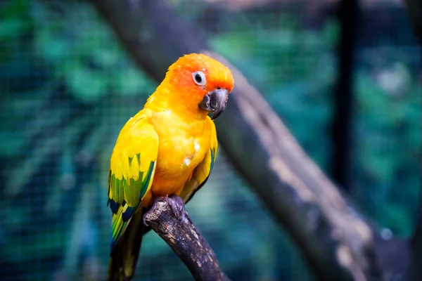 Mini Orange parrot standing on a tree — Stock Photo, Image