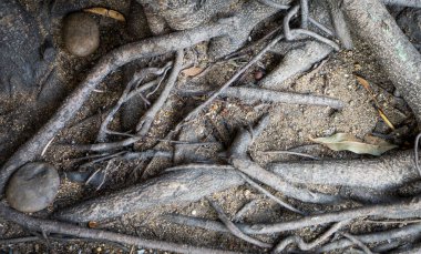 Ağaç kökleri toprak zemin doku arka plan üzerinde.