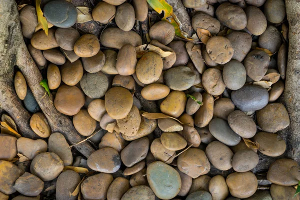 Lote de rocas redondas alrededor de la raíz del árbol — Foto de Stock