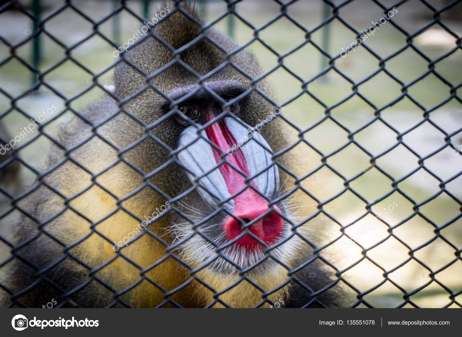 Image result for baboon in cage