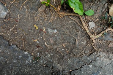 Toprak zemin yüzeyi için doku arka plan ağaç yol ile.