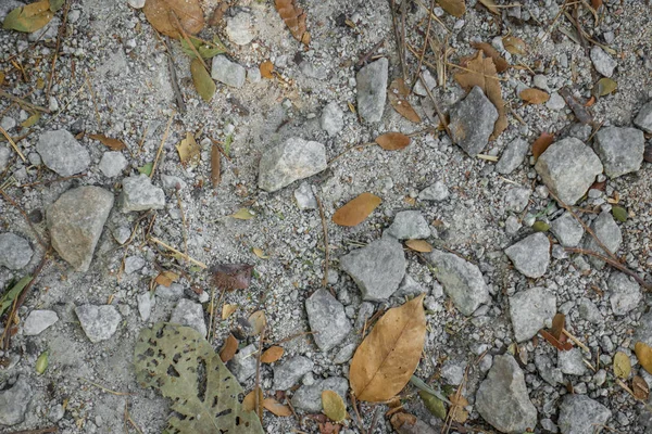 Rock a spadané listí na písečnou podlahu pro pozadí. — Stock fotografie