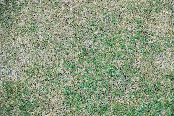 Torrt gräs fält marken för textur och bakgrund. — Stockfoto