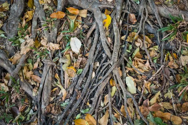 Tree roots on ground full of fallen leaves — Stock Photo, Image