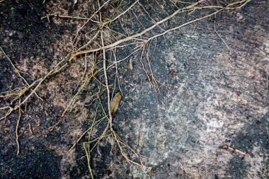 Ağaç kökleri doku ile çimento zemin yüzey.