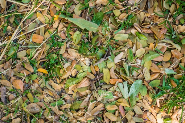 Folhas caídas no chão textura fundo — Fotografia de Stock