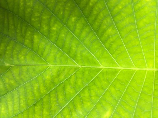 Grüne Blattoberfläche geschlossen für Textur Hintergrund — Stockfoto