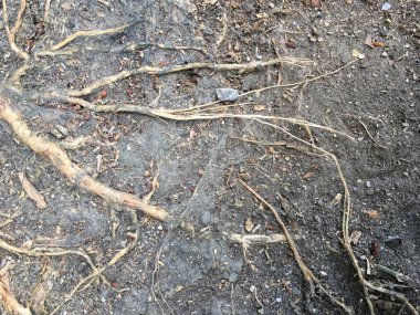 Ağaç kökleri doku ve arka plan için toprak zeminde.