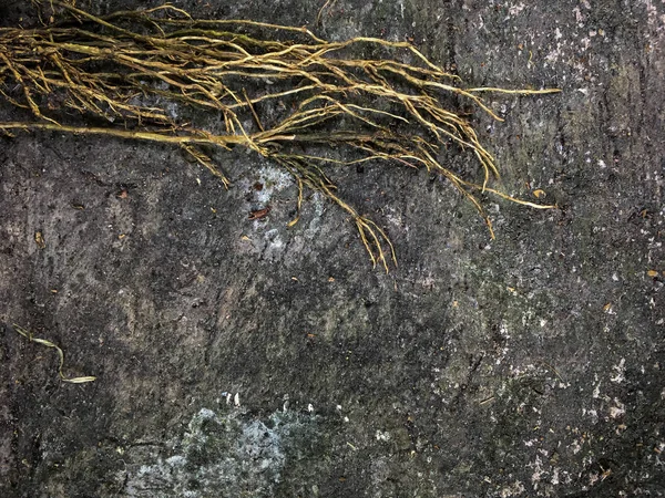 Trädrötter på mörka smuts marken för textur och bakgrund. — Stockfoto