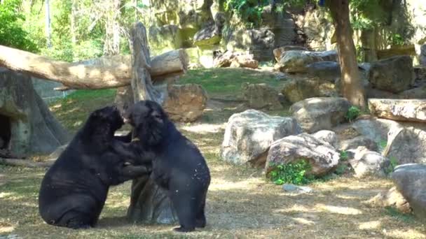 Dos oso está jugando lucha entre sí . — Vídeos de Stock