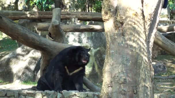 Velký medvěd sedí sám v parku — Stock video